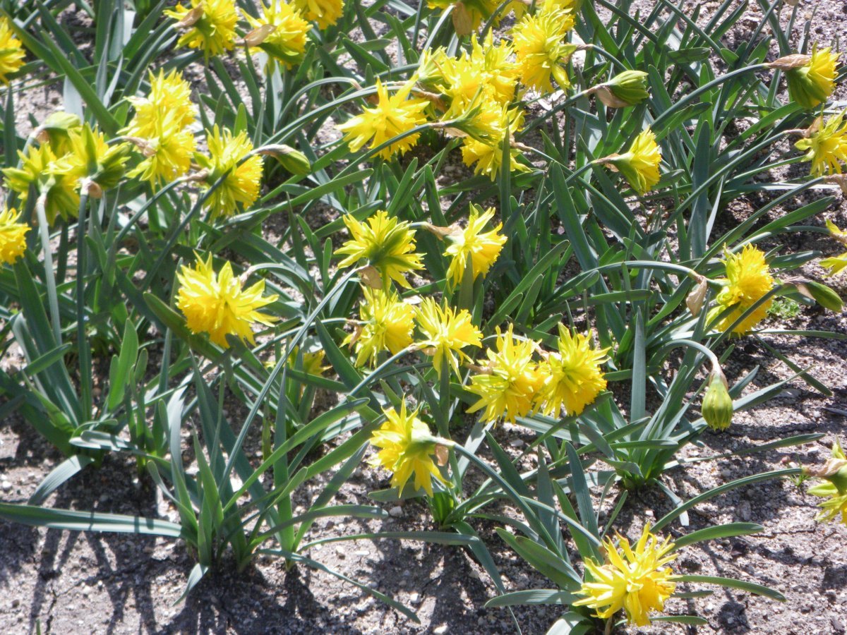 Нарцисс Рип Ван Винкл мини - фото 9