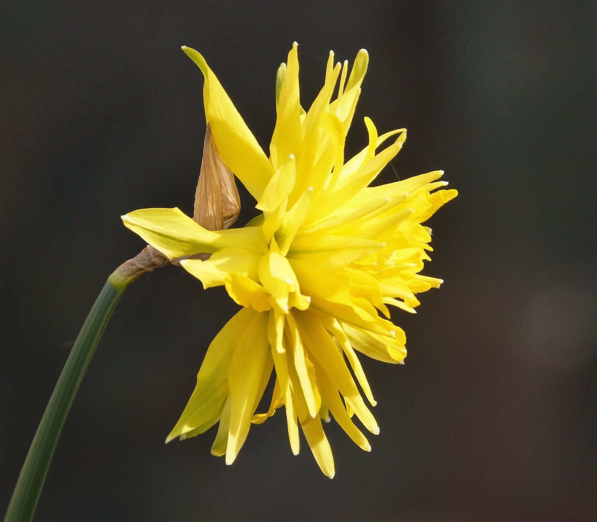 Нарцисс Рип Ван Винкл мини - фото 2