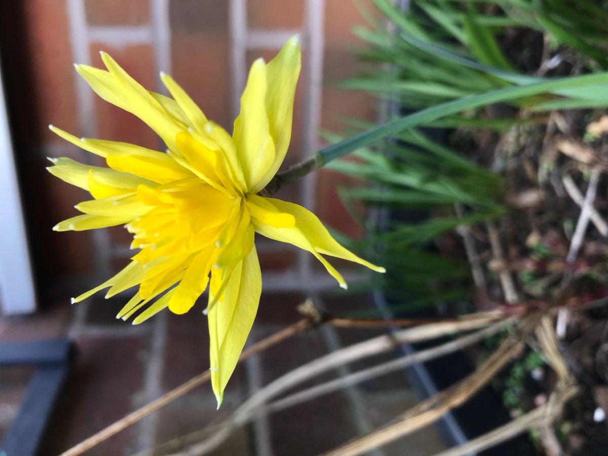 Нарцисс Рип Ван Винкл мини - фото 6