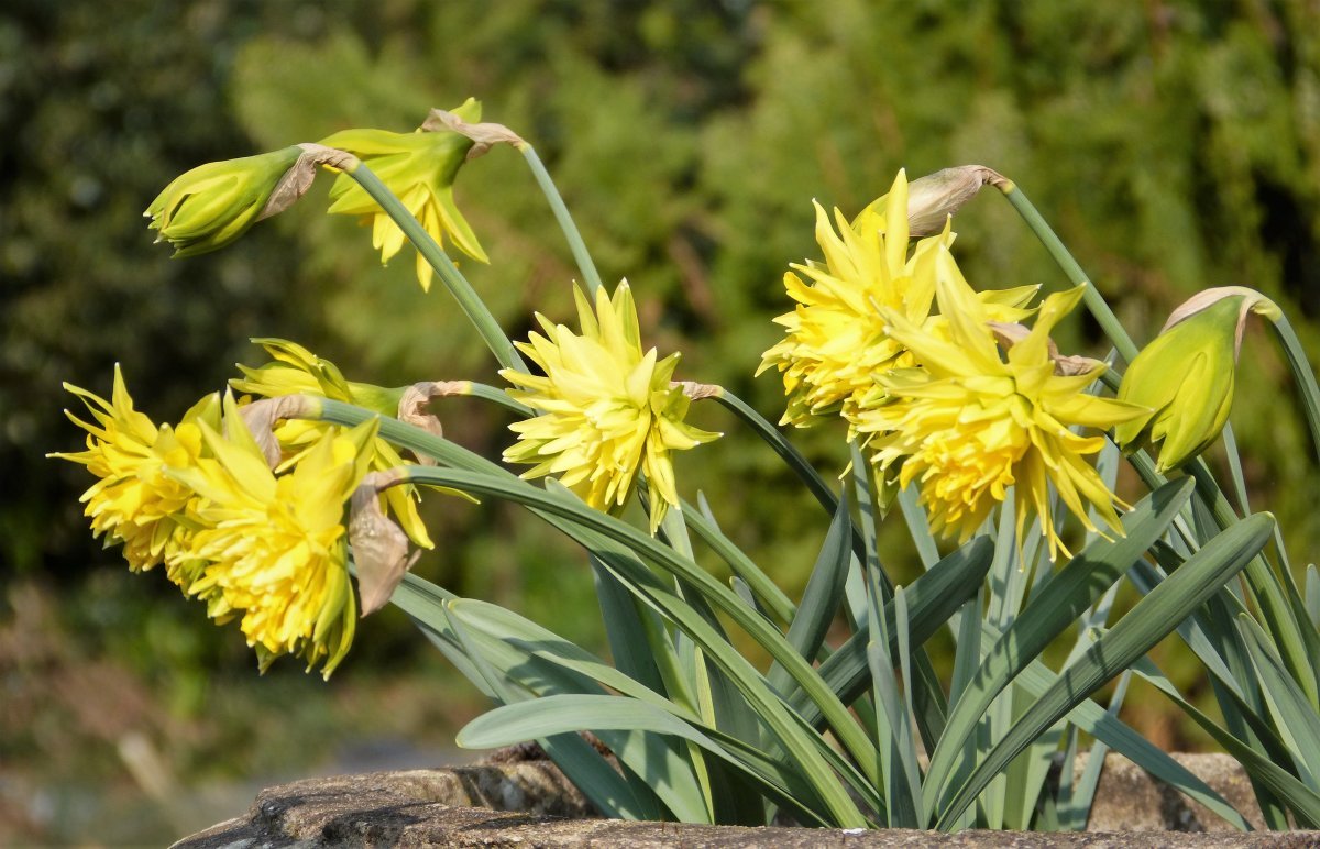 Нарцисс Рип Ван Винкл мини - фото 3