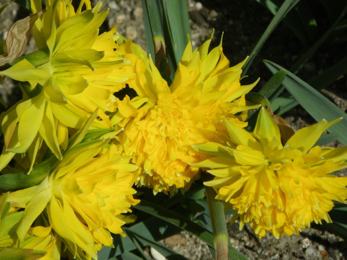 Нарцисс Рип Ван Винкл мини - фото 8