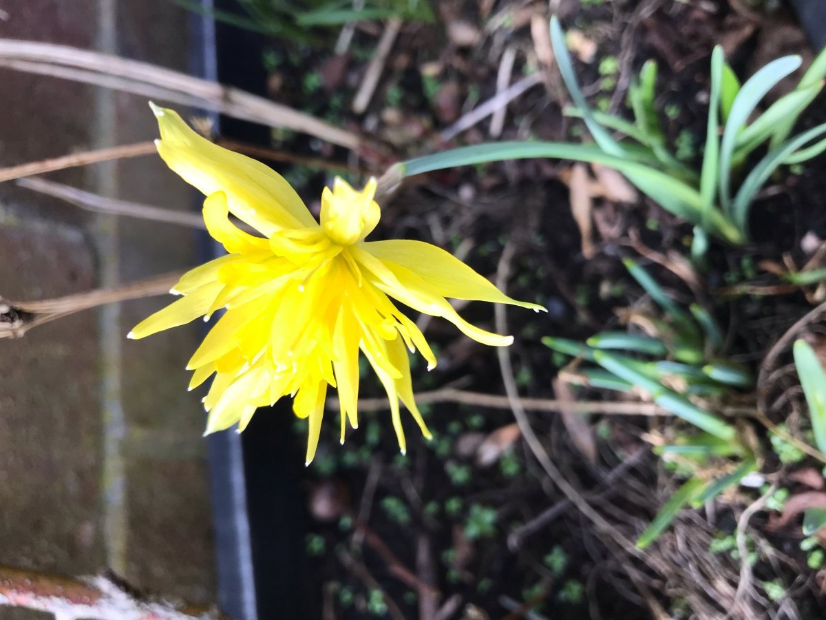 Нарцисс Рип Ван Винкл мини - фото 5