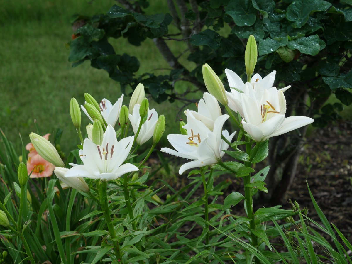 Лилия Брайт Даймонд ЛА-гибрид