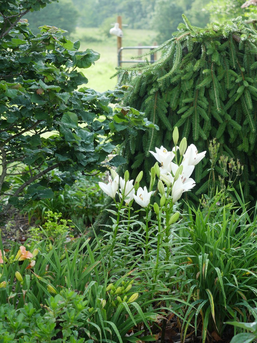 Лилия Брайт Даймонд ЛА-гибрид - фото 2