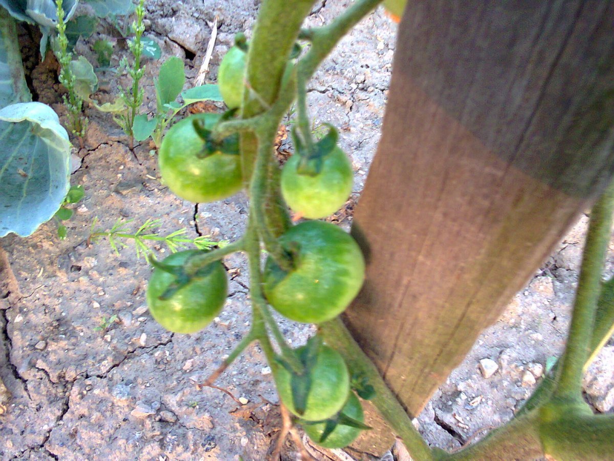 Томат Китайский фонарик - фото 4