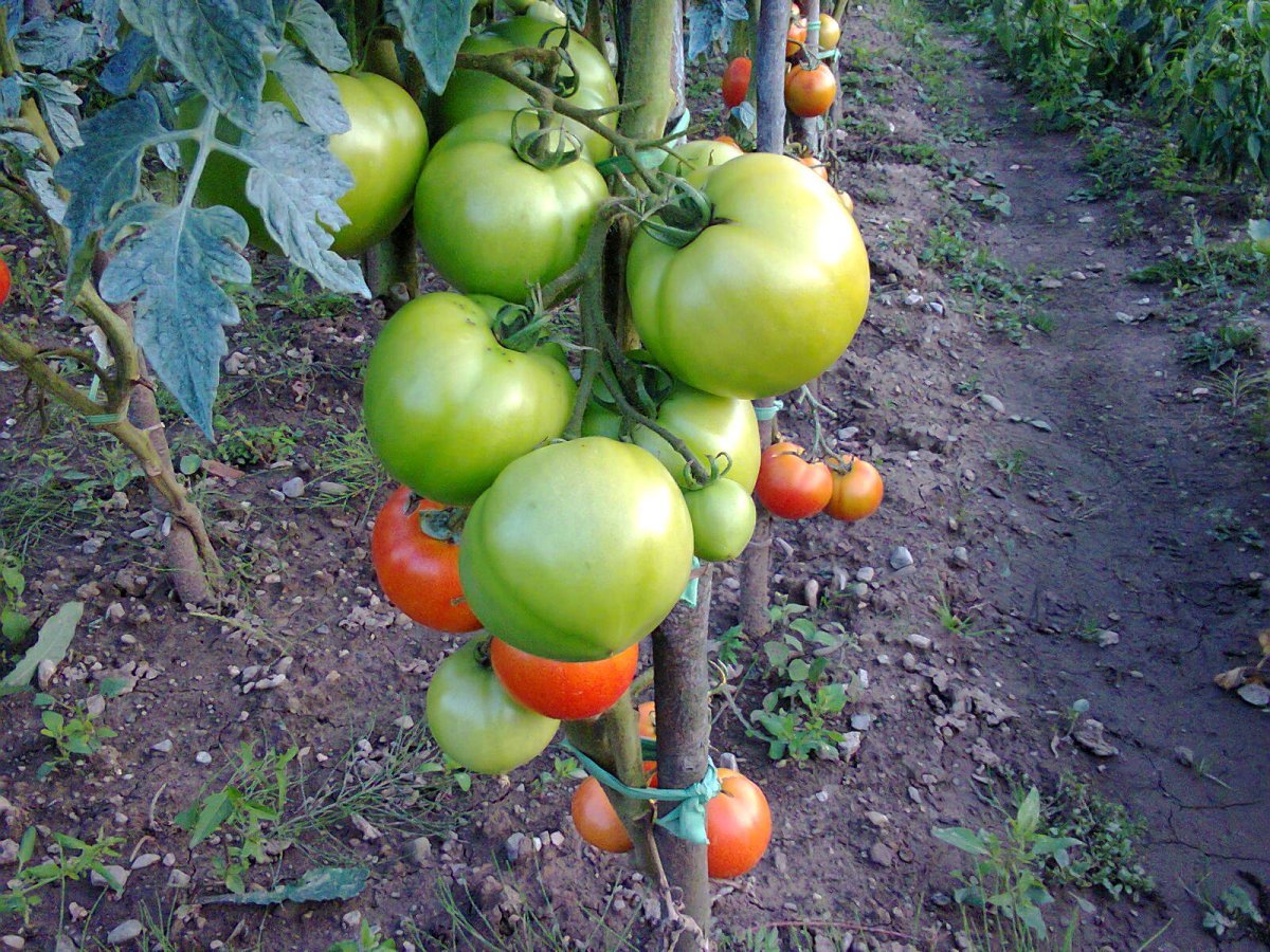 Томат Китайский фонарик - фото 3