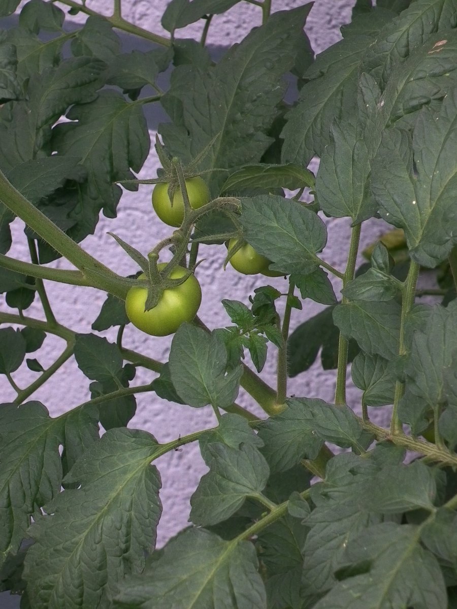 Томат Китайский фонарик - фото 7