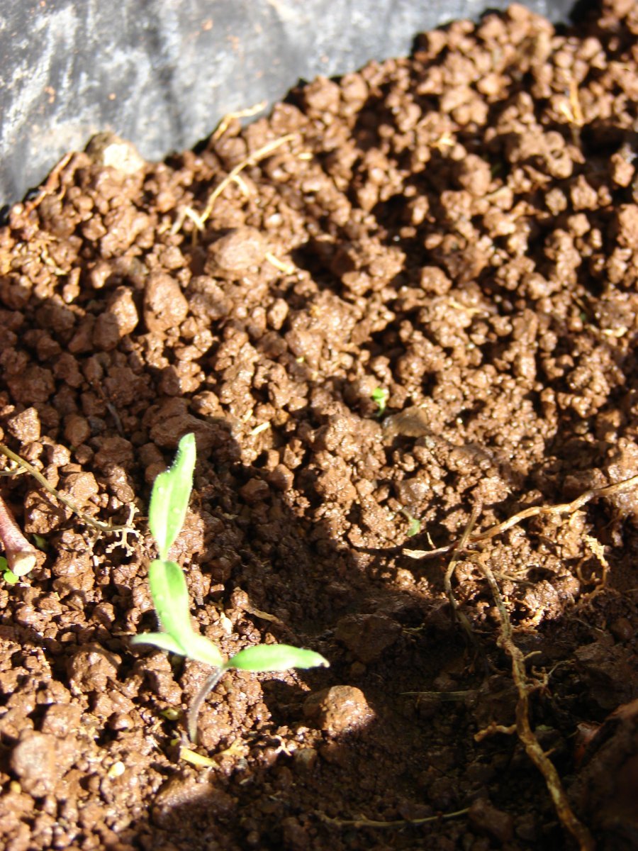 Томат Китайский фонарик - фото 9