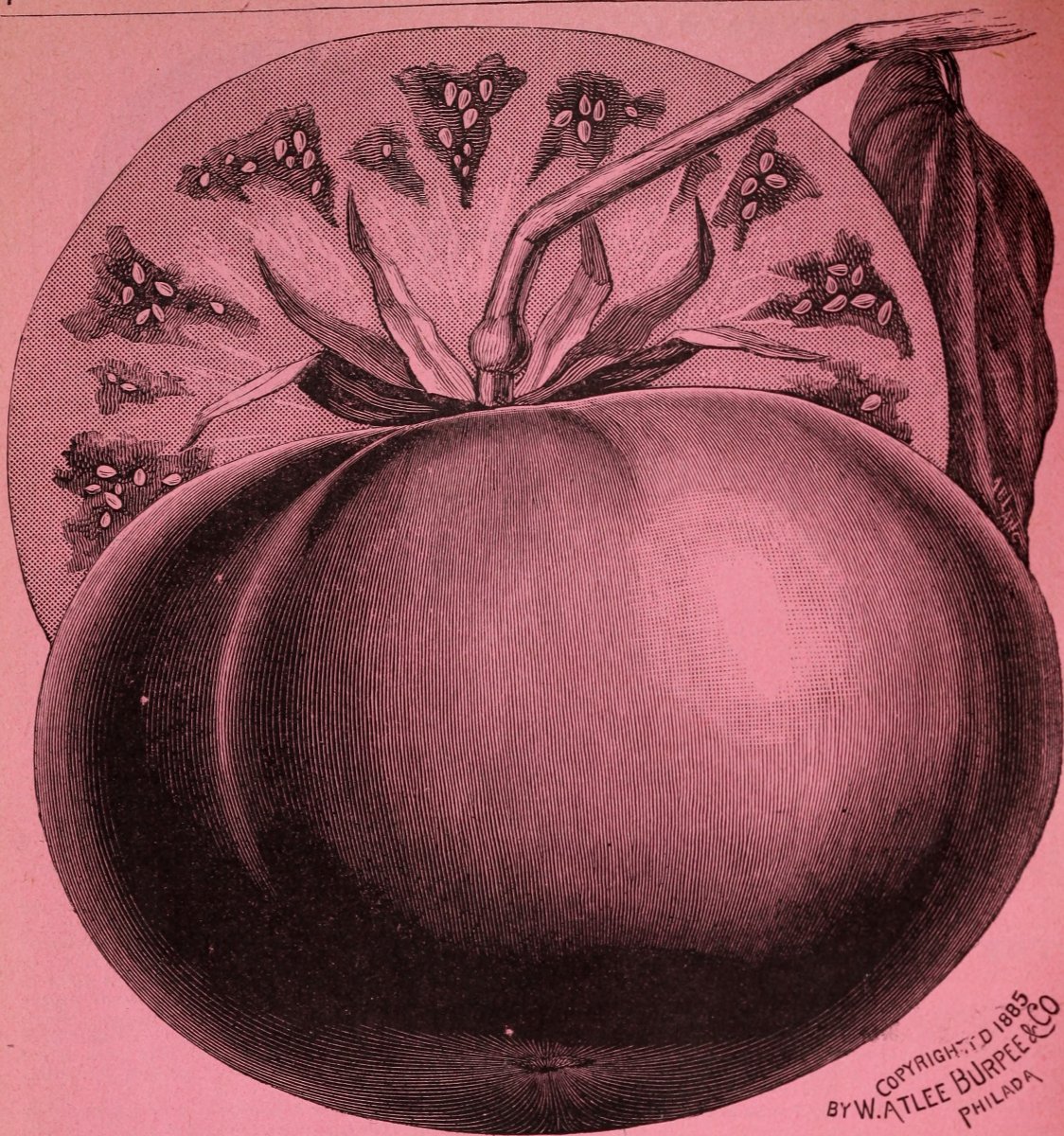 Томат Красные дольки - фото 2