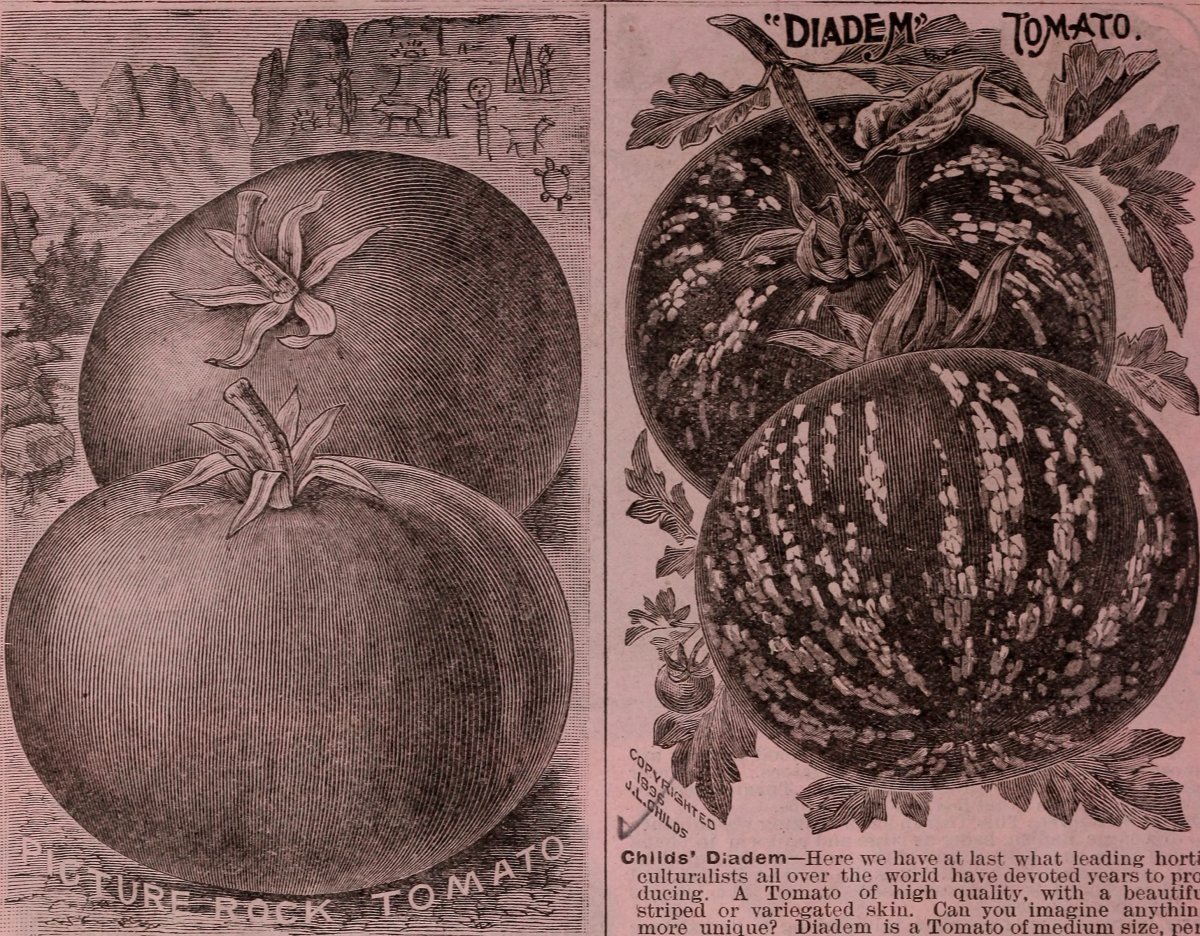 Томат Красные дольки - фото 3