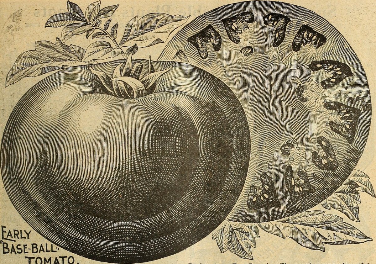 Томат Красные дольки - фото 4