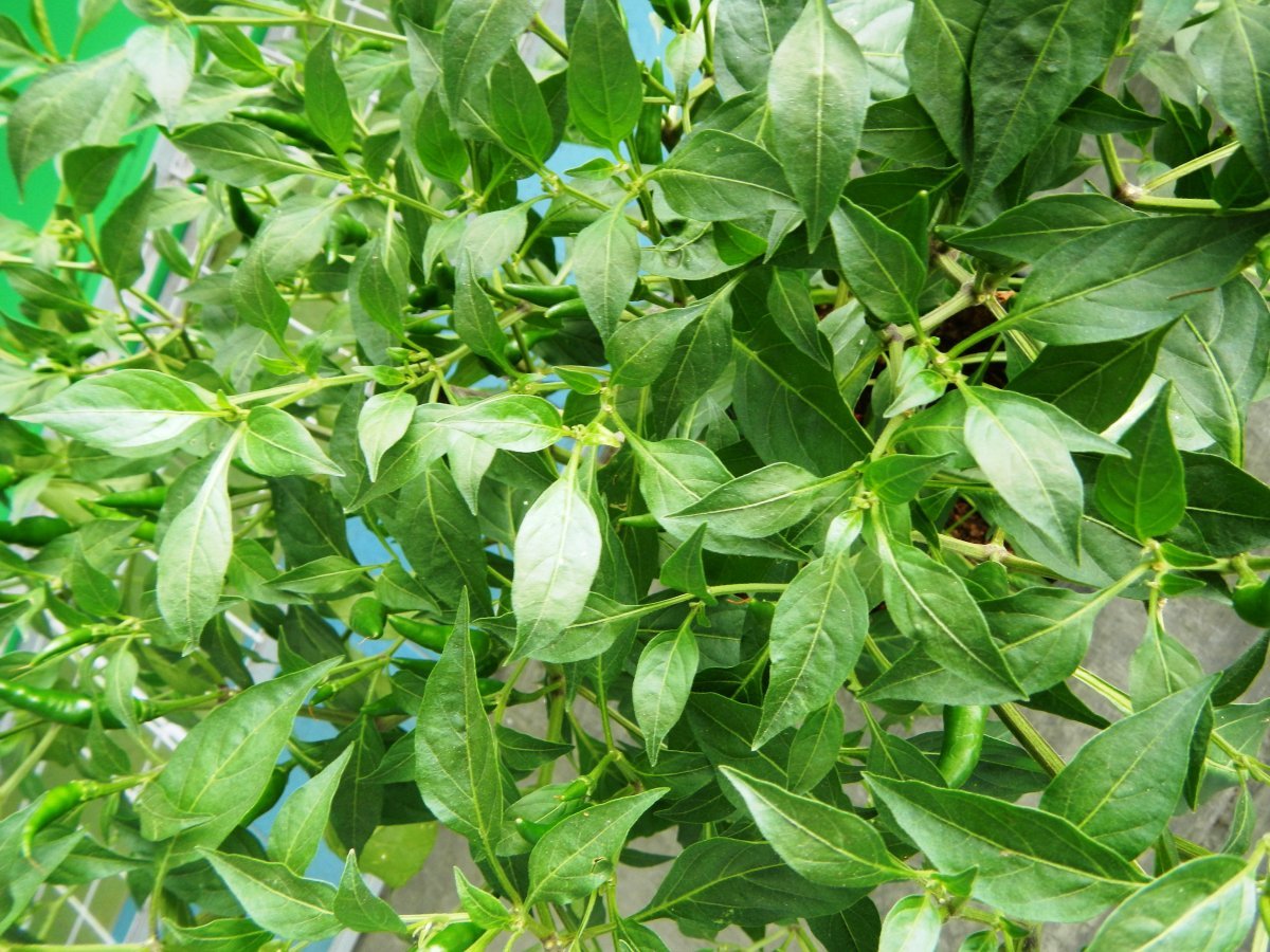 Томат Макс - фото 3