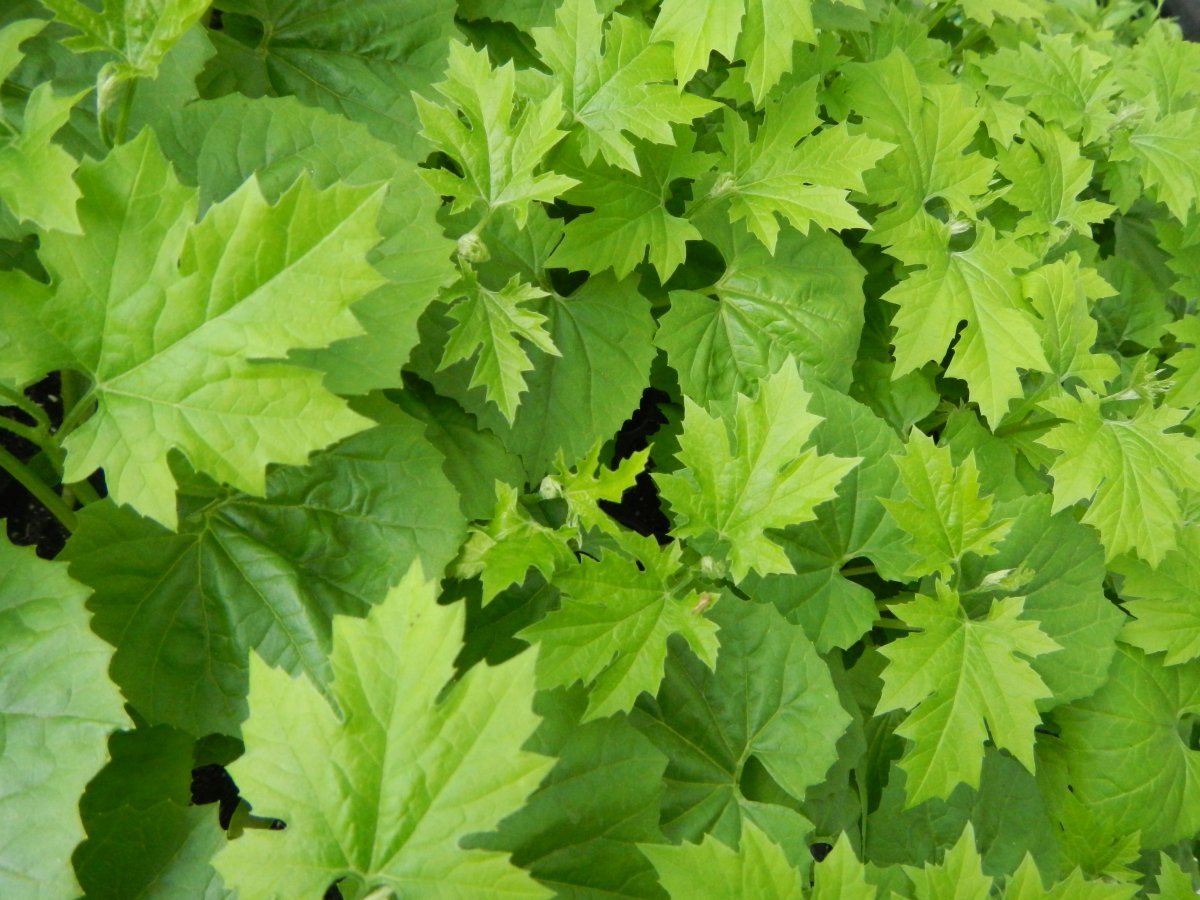 Томат Макс - фото 2