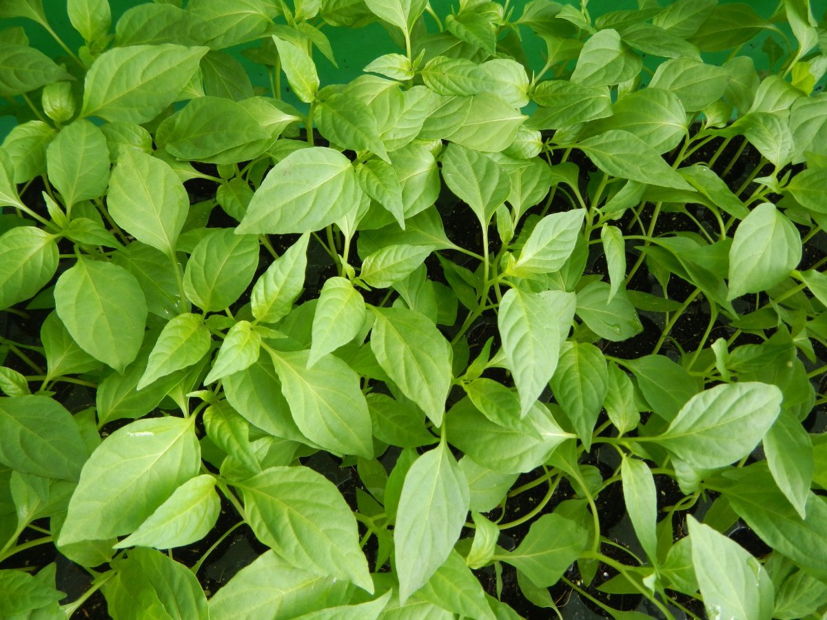 Томат Макс - фото 5