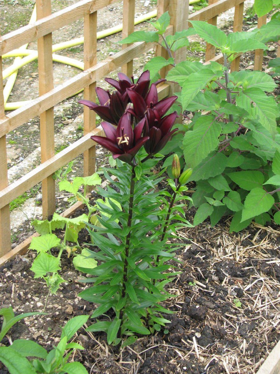 Лилия Ландини азиатская