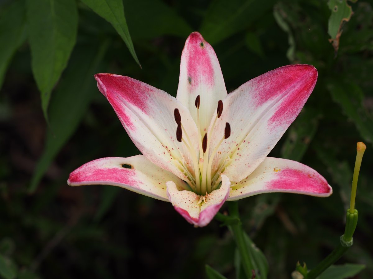 Лилия Лоллипоп азиатская - фото 3