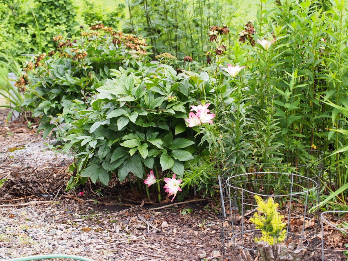 Лилия Лоллипоп азиатская - фото 2