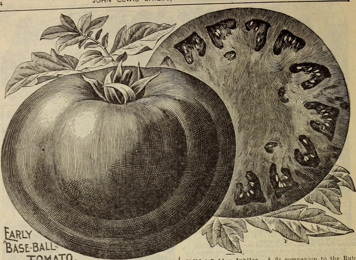 Томат Рубиновые дольки