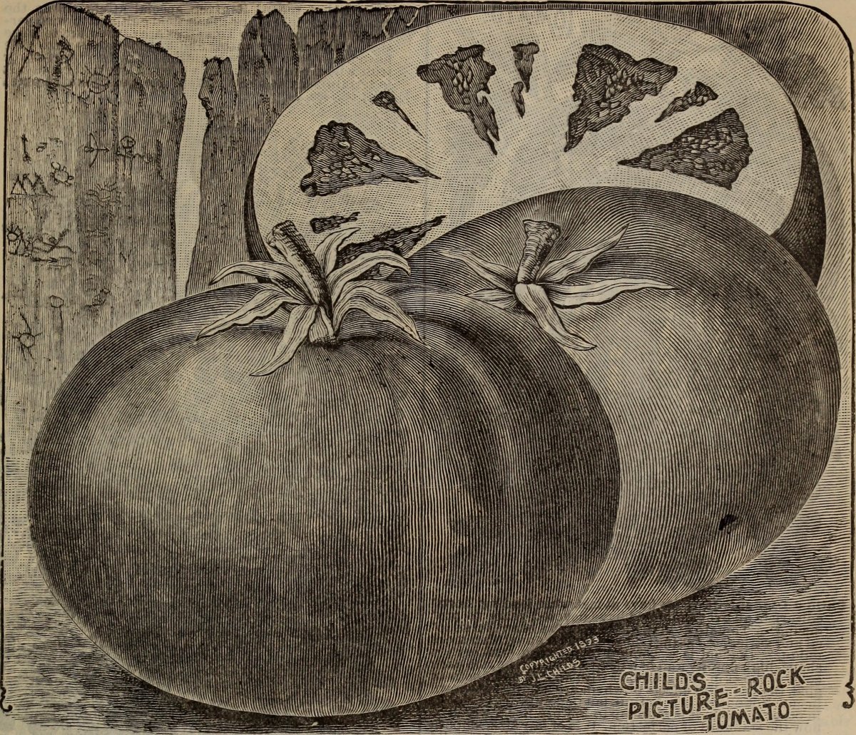 Томат Рубиновые дольки - фото 3