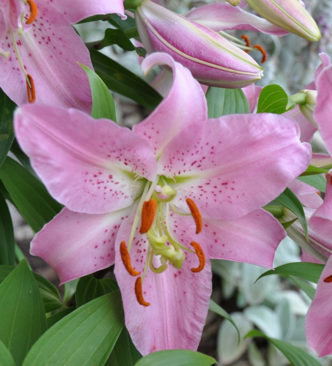 Лилия Мона Лиза восточная низкорослая - фото 3