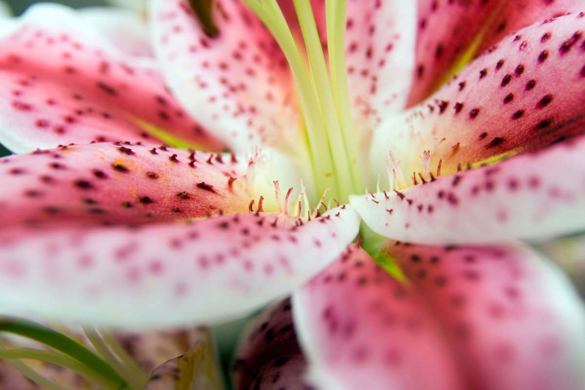 Лилия Мона Лиза восточная низкорослая - фото 9