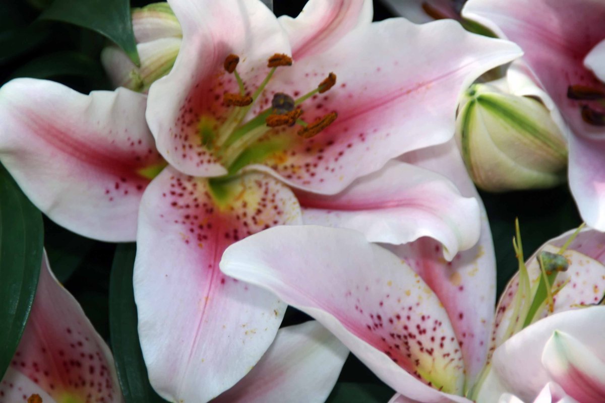 Лилия Мона Лиза восточная низкорослая - фото 4