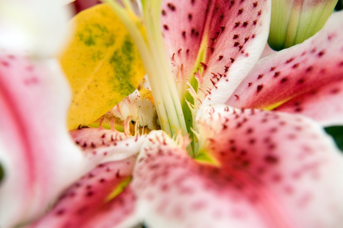 Лилия Мона Лиза восточная низкорослая - фото 6