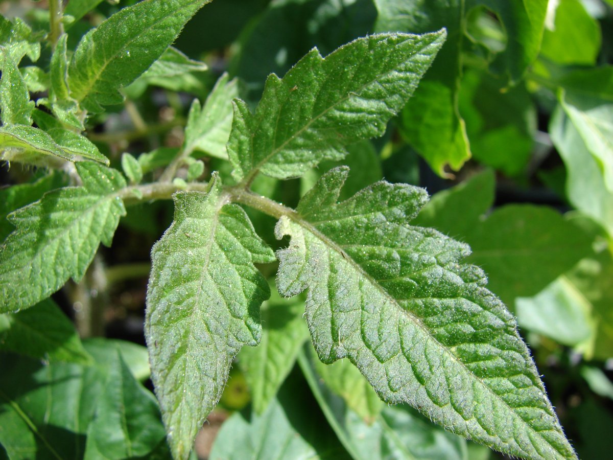 Томат Сюрприз желтый - фото 8