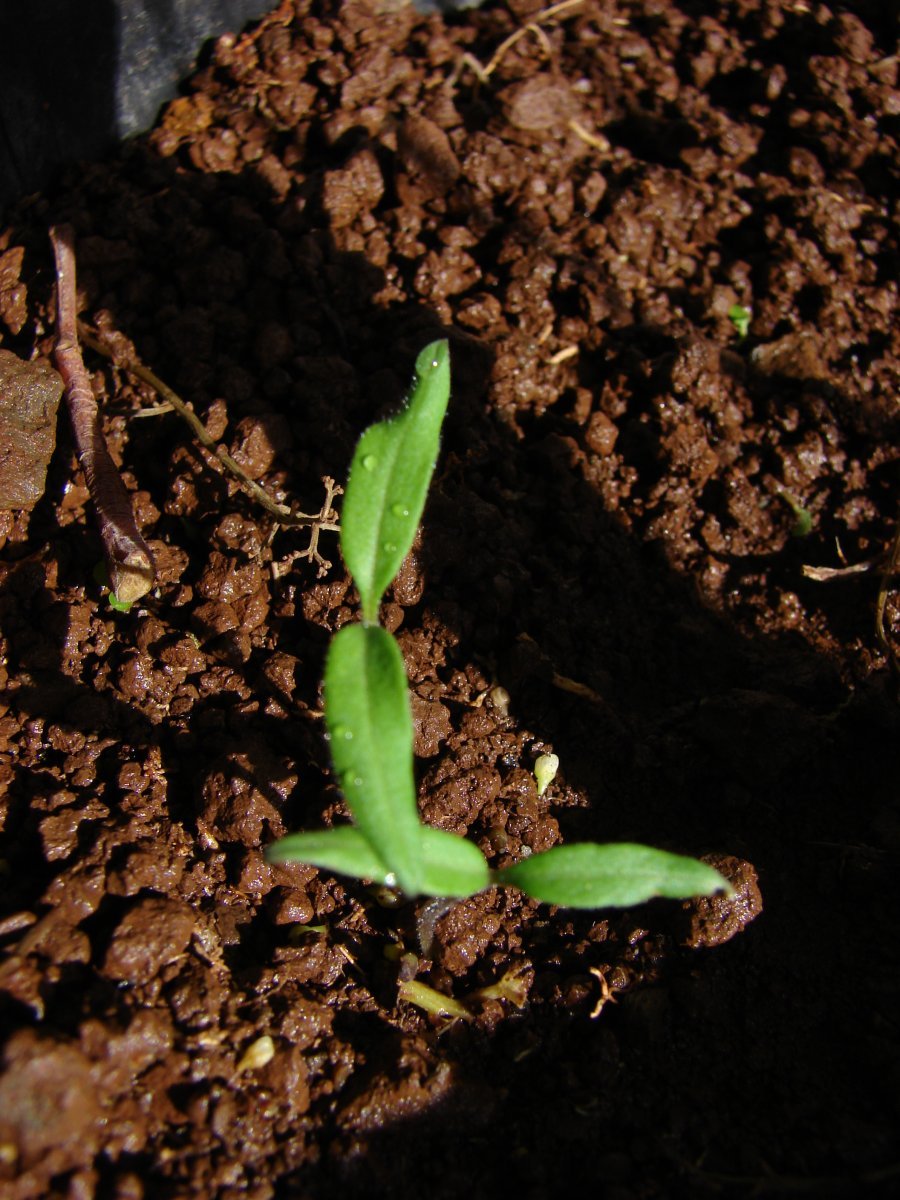 Томат Сюрприз желтый - фото 10