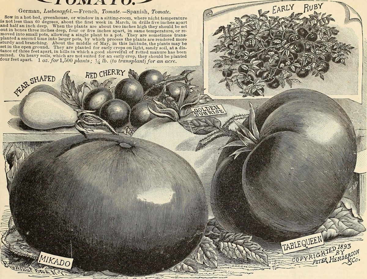 Томат Транс