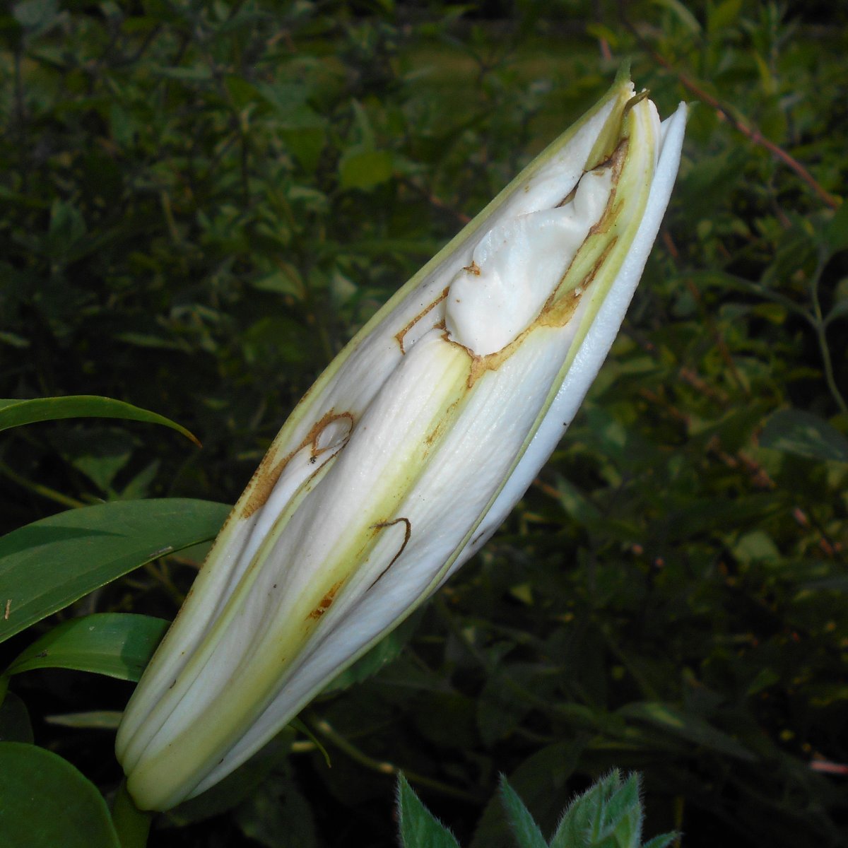 Лилия Мускадет восточная - фото 5