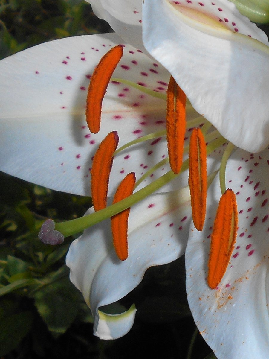 Лилия Мускадет восточная - фото 7