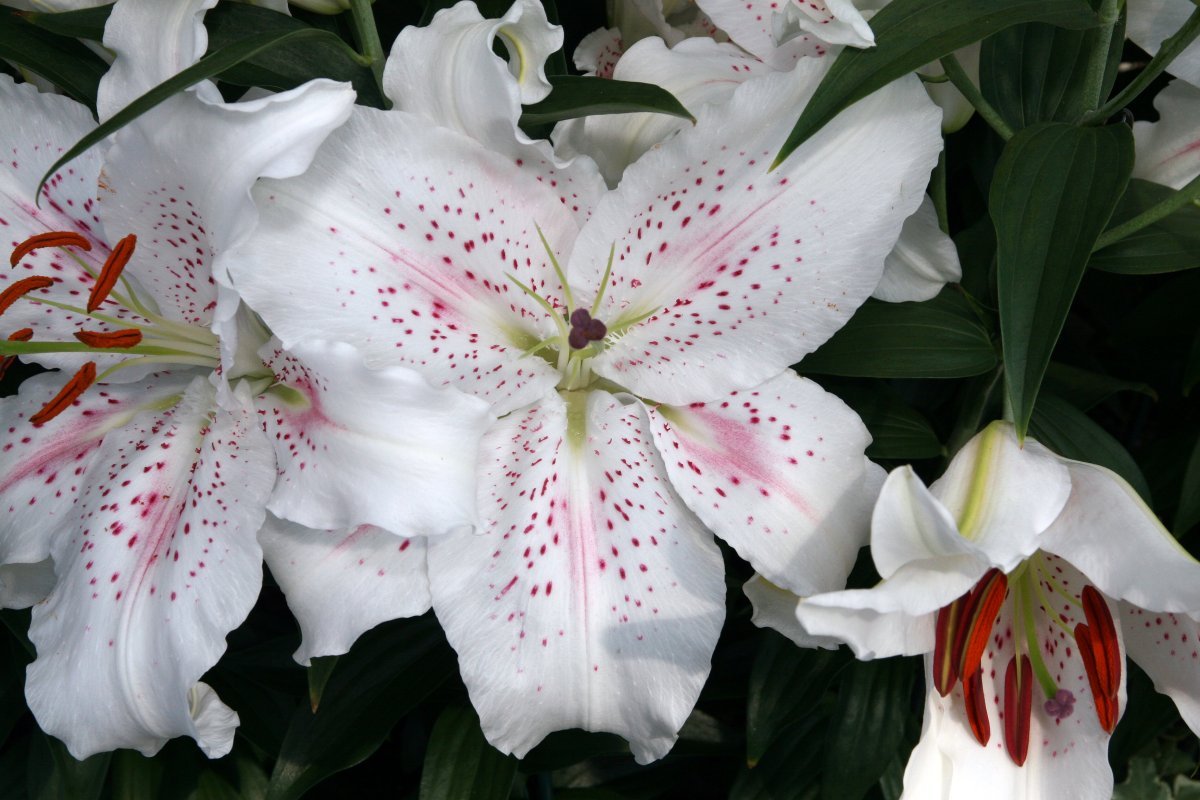 Лилия Мускадет восточная - фото 2