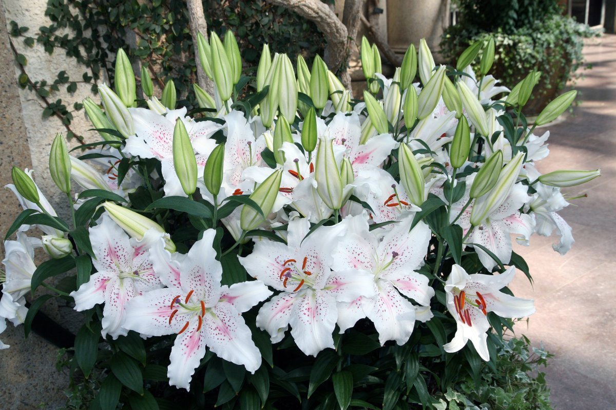 Лилия Мускадет восточная - фото 9