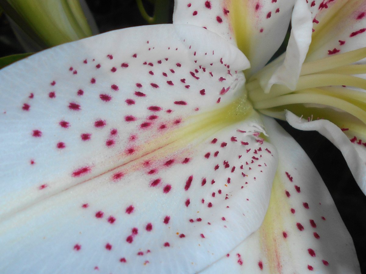 Лилия Мускадет восточная - фото 4