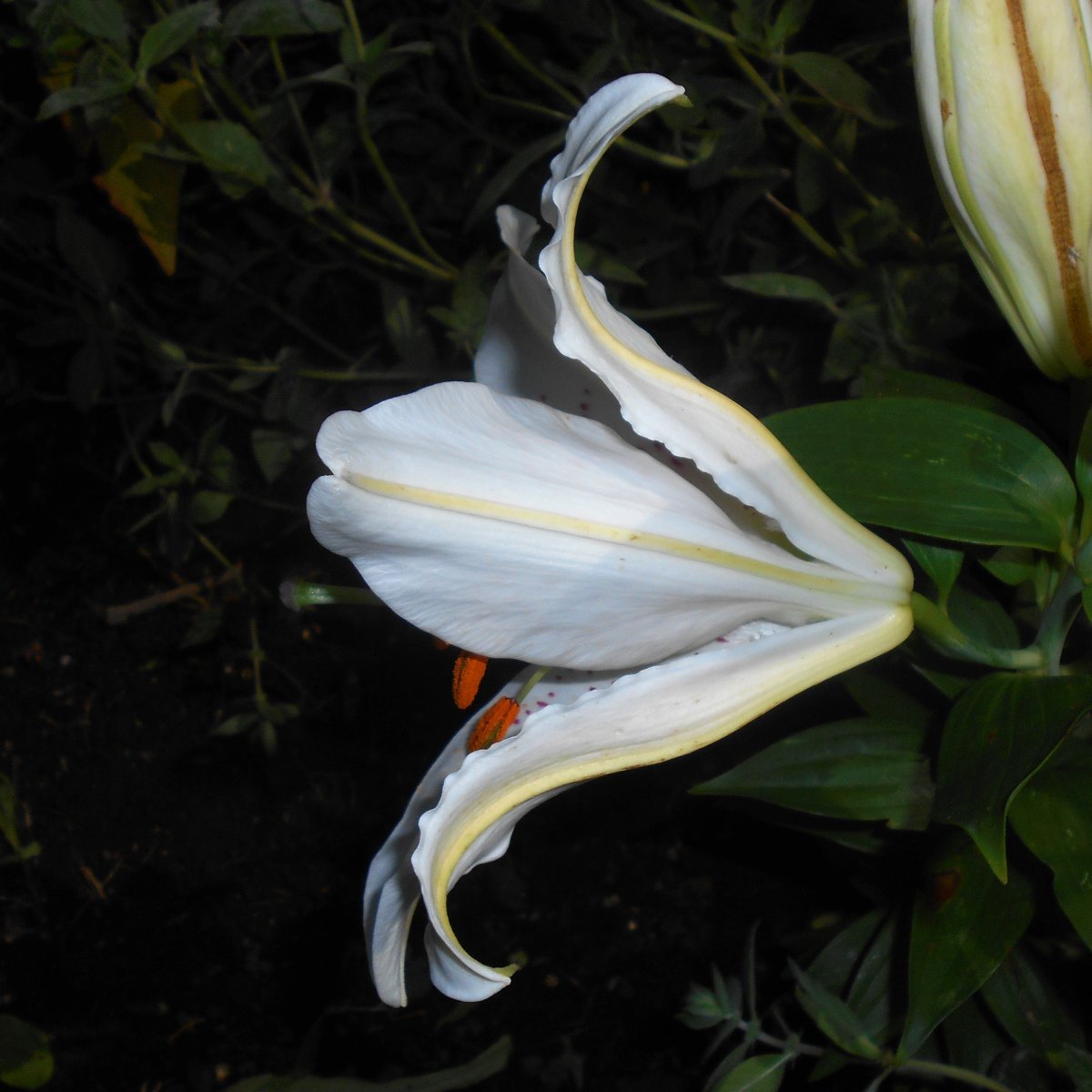 Лилия Мускадет восточная - фото 6