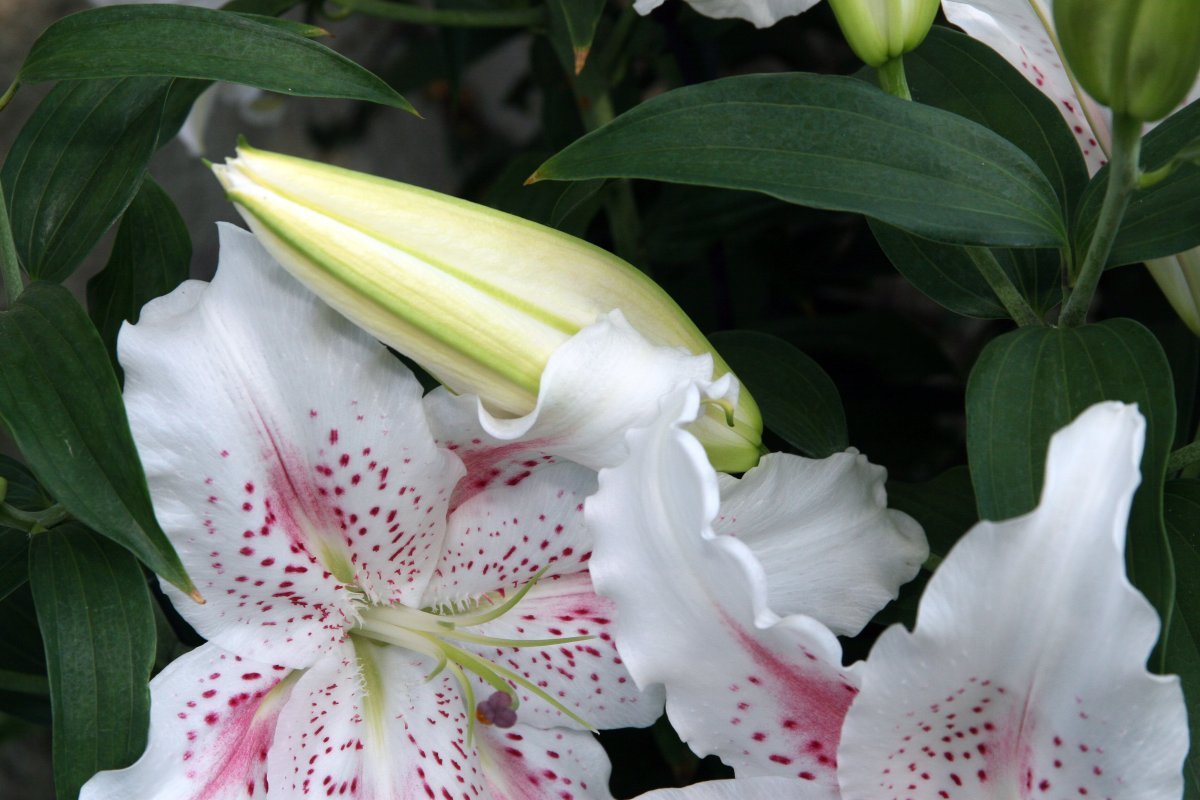 Лилия Мускадет восточная - фото 8