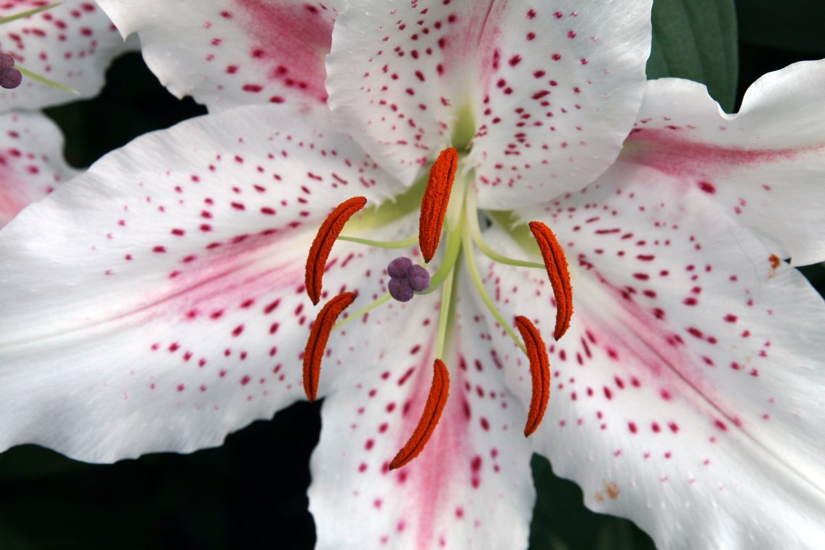 Лилия Мускадет восточная - фото 3
