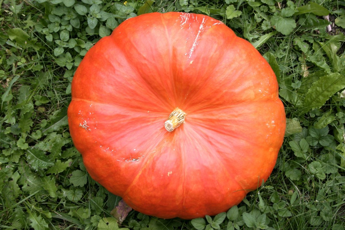Тыква крупноплодная Крупноплодная 1