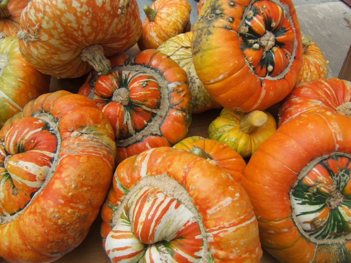 Тыква крупноплодная Турецкая чалма