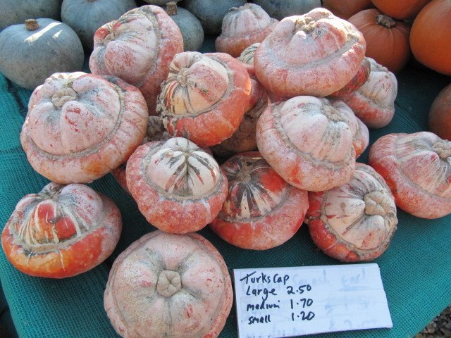 Тыква крупноплодная Турецкая чалма - фото 7