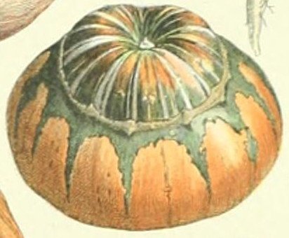 Тыква крупноплодная Турецкая чалма - фото 3