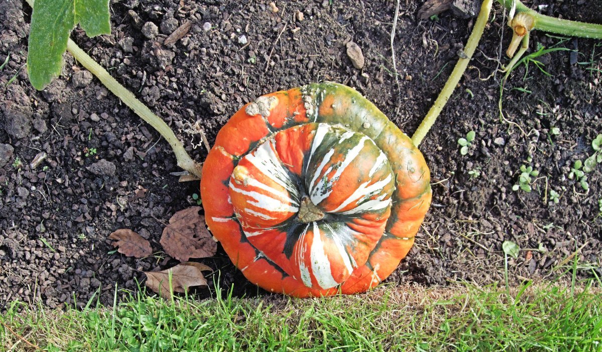 Тыква крупноплодная Турецкая чалма - фото 2