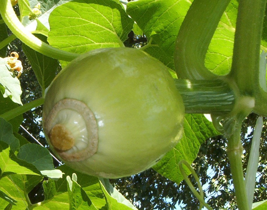 Тыква крупноплодная Турецкая чалма - фото 8