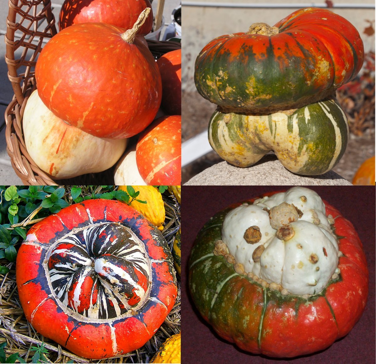 Тыква крупноплодная Турецкая чалма - фото 5