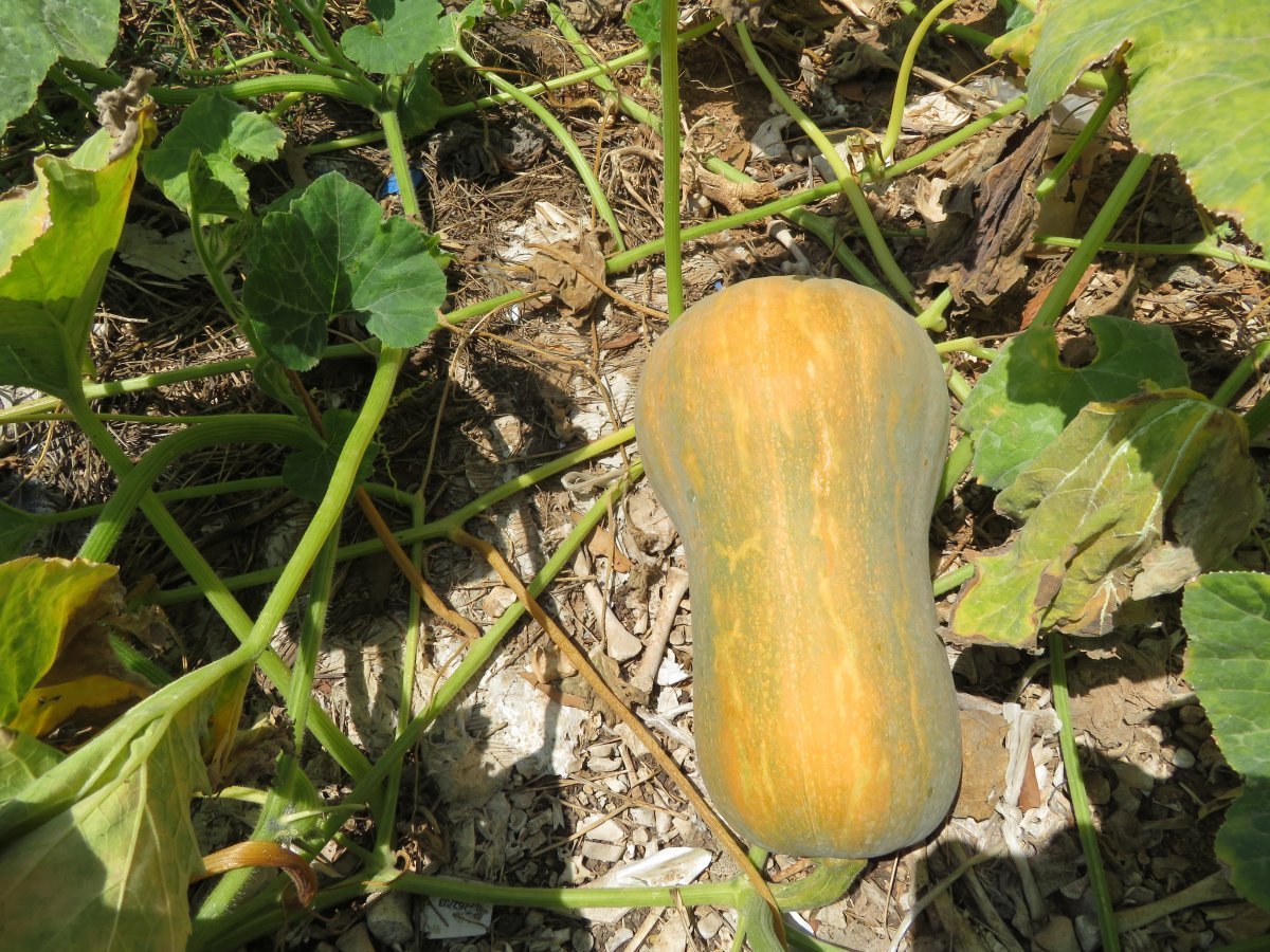 Тыква мускатная Мускатная - фото 2