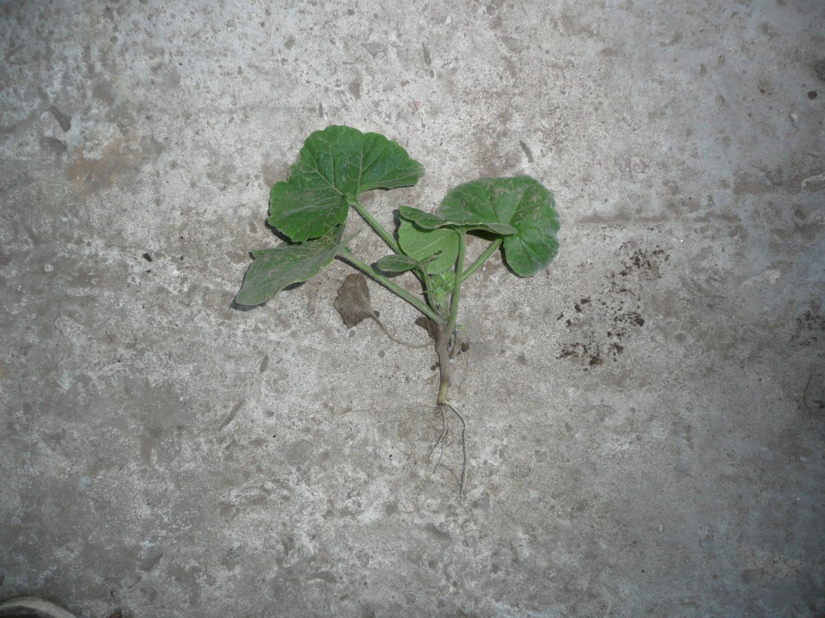 Тыква мускатная Мускатная - фото 3