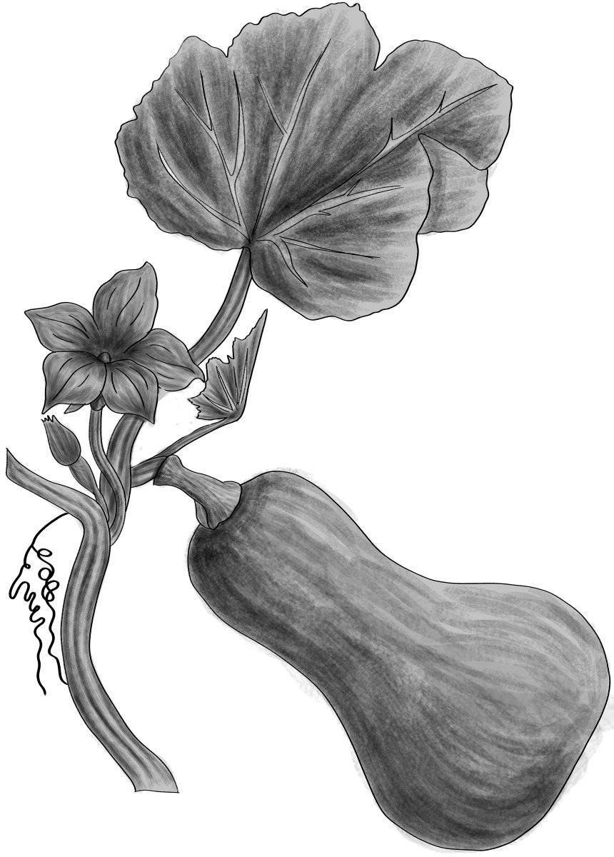 Тыква мускатная Мускатная - фото 5