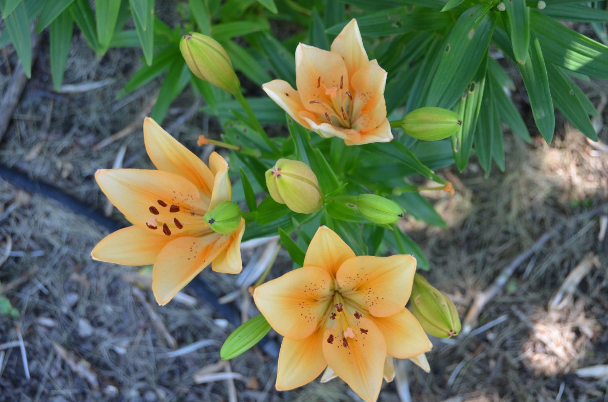 Лилия Сэлмон Классик ЛА-гибрид - фото 4