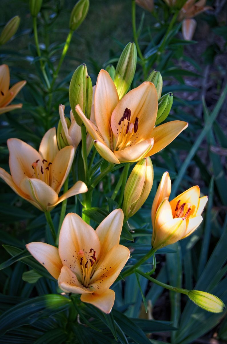 Лилия Сэлмон Классик ЛА-гибрид